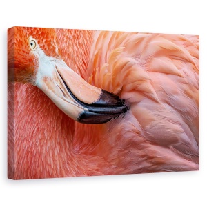 Tablou canvas - Flamingo , Nature, Pasare, Roz, Pene, 80 x 120 cm