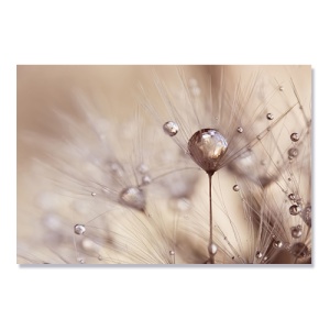 Tablou Canvas - Floare, Papadie, 80 x 120 cm