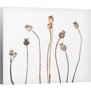 Tablou canvas - Flori de Maci, Natura Moarta, Grafic, 60 x 75 cm