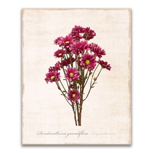 Tablou Canvas - Flori, Floare, Crizanteme, Primavara, Ciclam, 60 x 75 cm