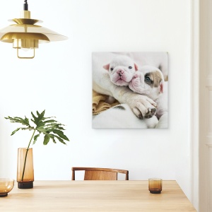 Tablou canvas - Frati, Catelus, Dragut, Tanar, Copil, 60 x 60 cm - Img 4