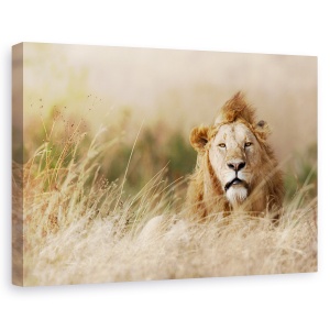 Tablou canvas - Frumusete, Nature, Leu, Serengeti, Savana, 60 x 90 cm