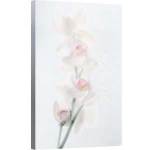 Tablou canvas - Frumusete Palida, Natura Moarta, Floare, Orhidee, 80 x 120 cm