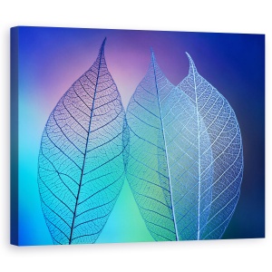 Tablou Canvas - Frunze Prismatice, Macro, Linii, Culori, Delicat, Albastru, Elegant, 40 x 50 cm