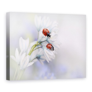 Tablou Canvas - Gargarite, Buburuza, Floare, 60 x 80 cm