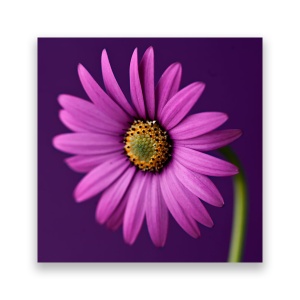 Tablou Canvas - Gerbera, Mov, 60 x 60 cm