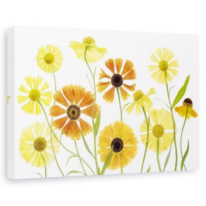 Tablou canvas - Helenium, Natura moarta, Portocaliu, Flori, Vara, 80 x 120 cm