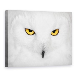 Tablou canvas - Hipnoza, Natura, Salbatic, Animale, Pasari, Pene, 60 x 80 cm