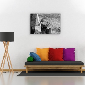 Tablou canvas - inchis, Nature, Elefant, Kenya, Africa, 80 x 120 cm - Img 2