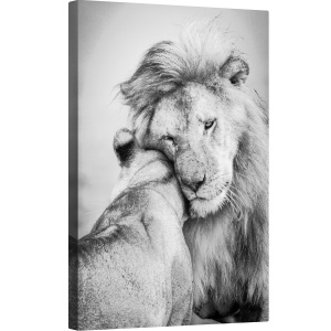 Tablou canvas - Iubire Africana, Leu, Leoaica, Salbatic, Iubire, Afectiune, Serengeti, 60 x 90 cm