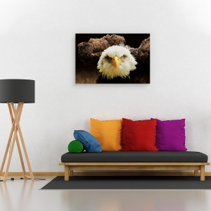 Tablou canvas - Judecatorul, Natura, Pasare, Vultur, Cioc, Pradator, 40 x 60 cm - Img 2