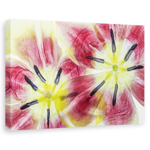 Tablou canvas - Lalele, Natura moarta, Petale, Flori, Rosu, 80 x 120 cm