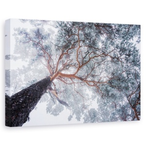 Tablou canvas - Liniile Copacilor In Iarna, Perspectiva, Padure, Cer, 60 x 90 cm