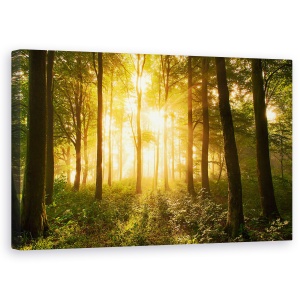 Tablou canvas - Lumina In Padure, Lumina, Padure, Stare De Spirit, Copaci, Padure, 50 x 80 cm