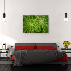 Tablou canvas - Lupin, Floare, Israel, Picaturi, Apa, Ploaie, 80 x 120 cm - Img 3