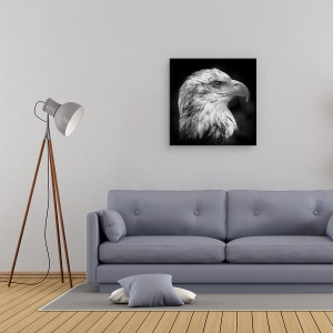 Tablou canvas - Maiestuos, Vultur, Animal, Pasare, Mandrie, 60 x 60 cm - Img 2