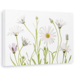 Tablou canvas - Margarete, Natura moarta, Flori, Gradina, Planta, 60 x 90 cm