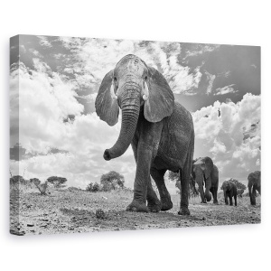 Tablou canvas - Mars Matriarhal, Elefant, Tarangerie, Africa, Tanzania, 40 x 60 cm