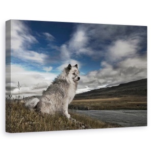 Tablou canvas - Moment In Timp, Islanda, Animal, Caine, Rural, Peisaj, 40 x 60 cm