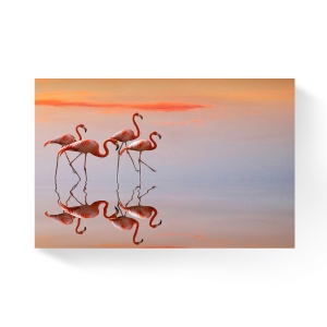 Tablou Canvas - Natura, Pasari, Flamingo, Roz, Apus, 40 x 60 cm