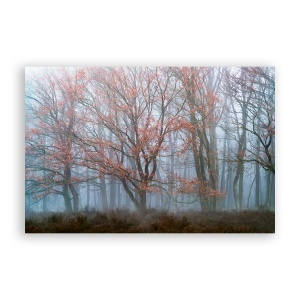 Tablou Canvas - Natura, Peisaj, Frunze, Padure, Toamna, 80 x 120 cm