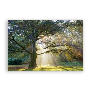 Tablou Canvas - Natura, Peisaj, Padure, Primavara, 60 x 90 cm