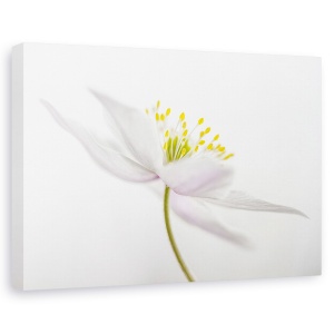 Tablou canvas - Nemorosa, Punct, Floare, Macro, Natura Moarta, 40 x 60 cm