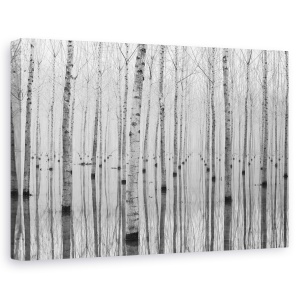 Tablou canvas - Noiembrie 2014, Peisaj, Mesteacan, Copac, Apa, 80 x 120 cm