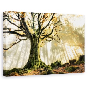 Tablou canvas - Noiembrie, Flori, Galben, Copac, Soare, 60 x 90 cm