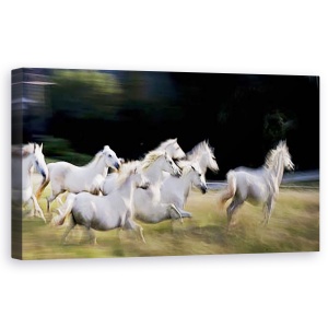 Tablou Canvas - Panorama, Galop, Cal, Reflectie, Turma, 50 x 100 cm
