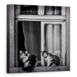 Tablou canvas - Pereche, Pisici, Pereche, Duo, Cuplu, 60 x 60 cm