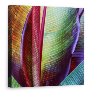Tablou canvas - Piele De Banana, Frunza, Bananier, Model, Frunze, 90 x 90 cm