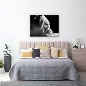 Tablou canvas - Printre Riduri, Caine, Pet, Animale De Companie, Canin, Bulldog, 60 x 80 cm - Img 3