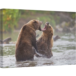 Tablou canvas - Razboiul Ursilor, Fauna, Salbatic, Natura, Animale, Ursi Bruni, Urs Brun, 40 x 60 cm