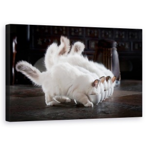 Tablou canvas - Sa Fie Lapte, Pisica, Birman, Mananca, 50 x 80 cm
