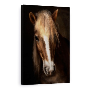 Tablou Canvas - Sapience, Haflinger, Cal, Ferma, Montpellier, Animale, 80 x 120 cm