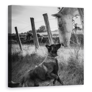 Tablou canvas - Sarutul Prietenului, Caine, Cal, Animale, Tervuren, 60 x 60 cm