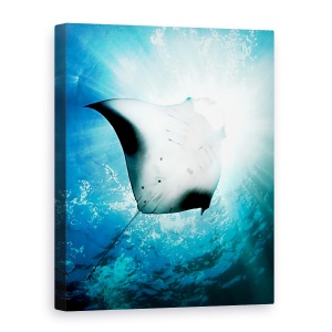 Tablou canvas - Scafandru, Manta, Soare, Raze, 50 x 70 cm