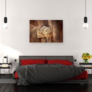 Tablou canvas - Sigur Si Bine Ingrijit, Elefant, Animal, Dragut, 80 x 120 cm - Img 3