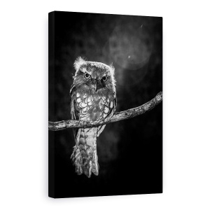 Tablou Canvas - Singur In Noapte, Alb-Negru, Pasare, Noapte, Intuneric, Bufnita, 80 x 120 cm
