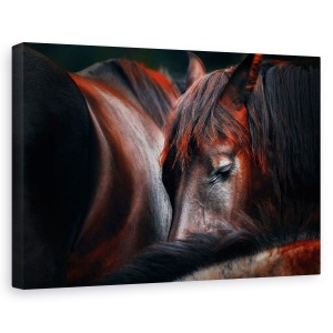 Tablou canvas - Somn Ghemuit, Cai, Dormind, Pasiune, 60 x 90 cm