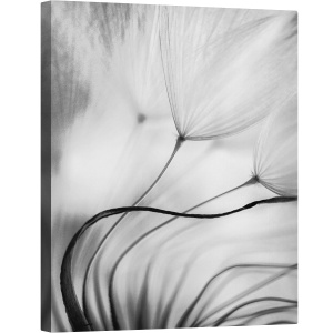 Tablou canvas - Sprijinire, Papadie, Seminte, Moale, Bland, Fragil, 60 x 75 cm