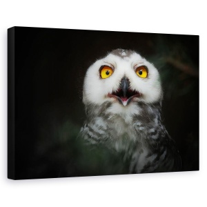 Tablou canvas - Stele Galbene, Animal, Ochi, Bufnita De Zapada, 60 x 90 cm