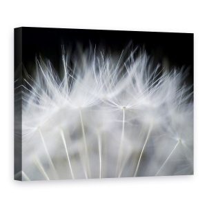 Tablou canvas - Sufla, Smoc Pufos, Papadie, Macro, Pana, 50 x 70 cm