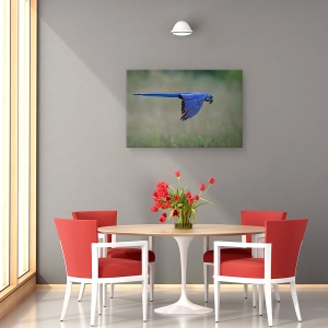 Tablou canvas - Suspendat, Salbatic, Papagal, Pasare, Animale, 60 x 90 cm - Img 4