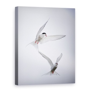 Tablou canvas decorativ modern cu păsări Arctic Tern dansând