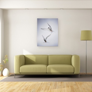Tablou canvas - Tango Arctic, Arctic, Tern, Dansand, Cer, Pene, 75 x 100 cm - Img 2