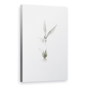 Tablou canvas - Tern, Pasari, Punct, Salbatic, Natura, 60 x 90 cm