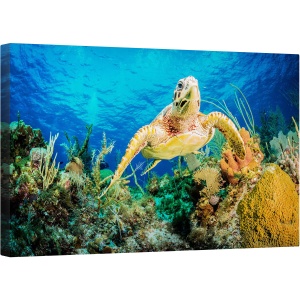 Tablou canvas - testoasa Hawksbill Inotand Prin Reciful Din Caraibe, Broasca Testoasa, Ocean, Scufundare, Caraibe, 50 x 80 cm