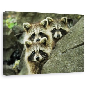 Tablou canvas - Tres Banditos, Natura, Banditi, Padure, Raton, Frati, 60 x 90 cm
